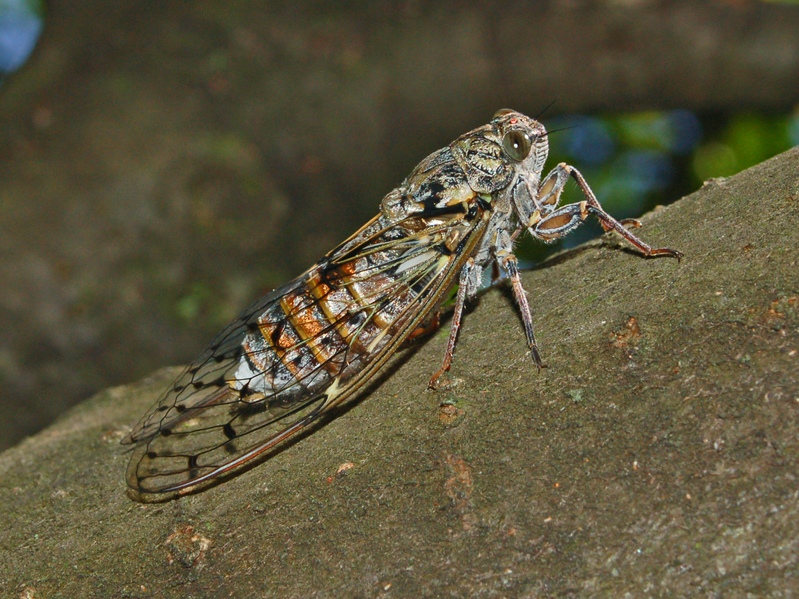 Bel cicalone, Cicada orni